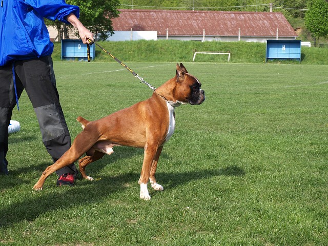www.atibox.net * www.euroboxer.eu * www.boxergenealogia.eu